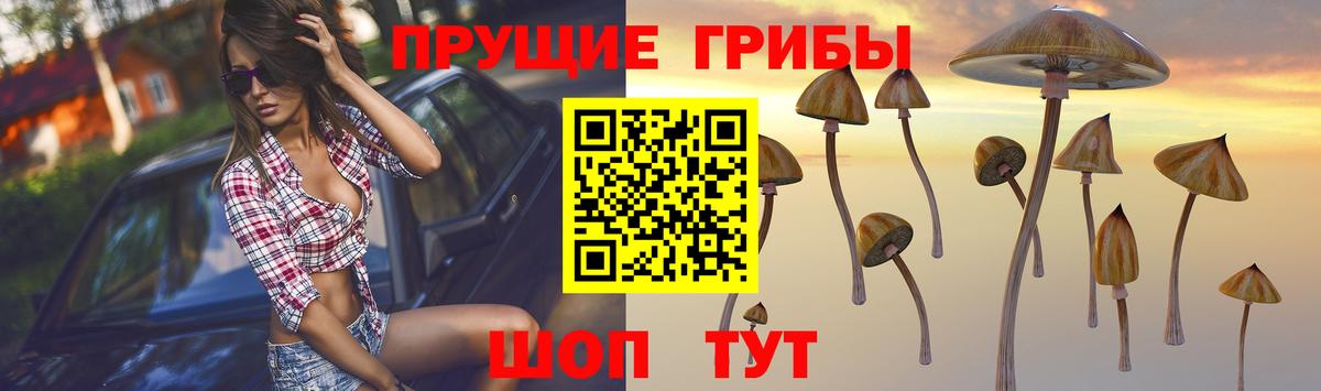Галлюциногенные грибы Psilocybe Белогорск